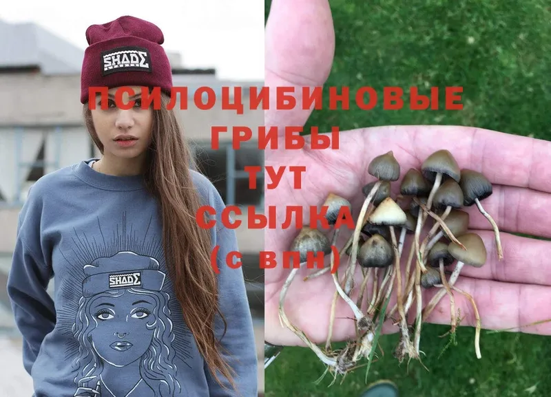 Псилоцибиновые грибы Psilocybine cubensis  гидра ССЫЛКА  Билибино 